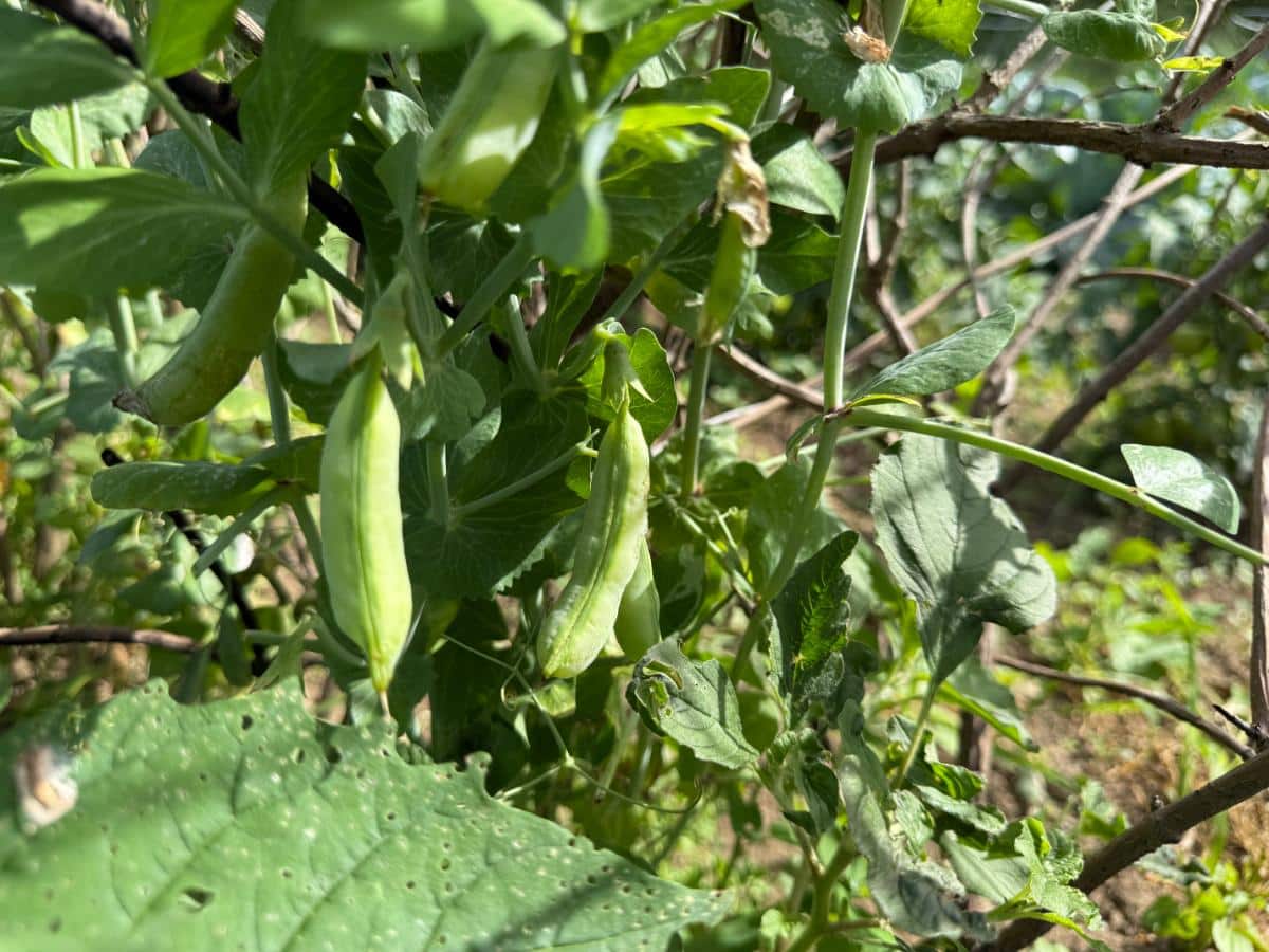 Pea pods being saved for saving seed