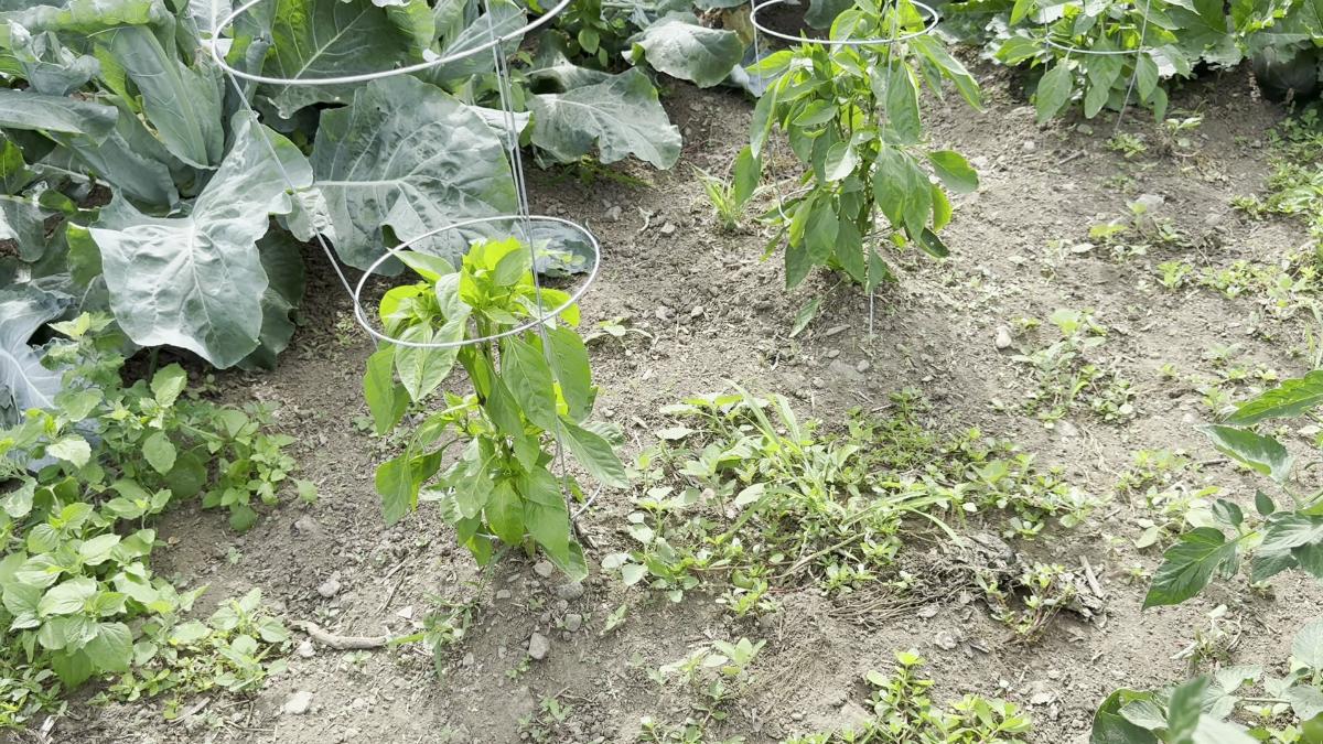 Pepper plants in the garden