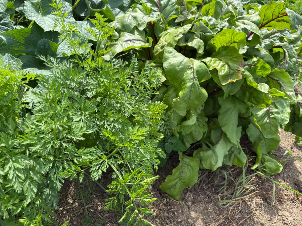 Carrots and beets in the garden