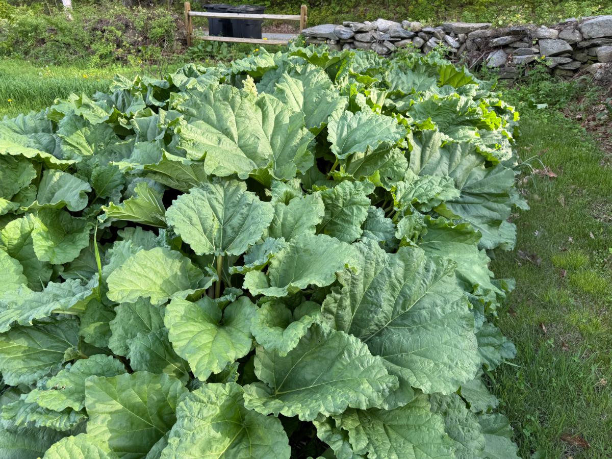 Thriving rhubarb patch