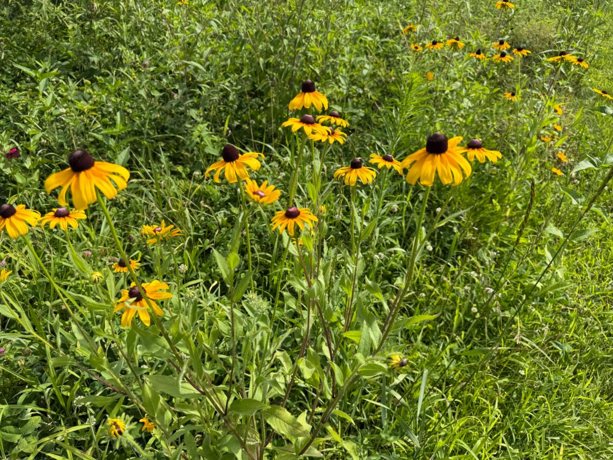 Black eyed Susan flowers
