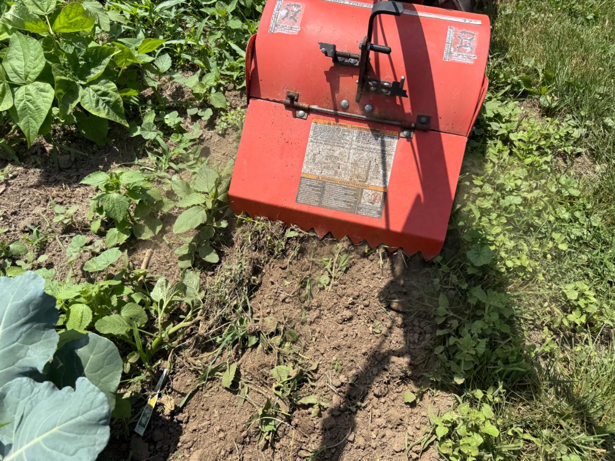Rototilling a garden for weeds