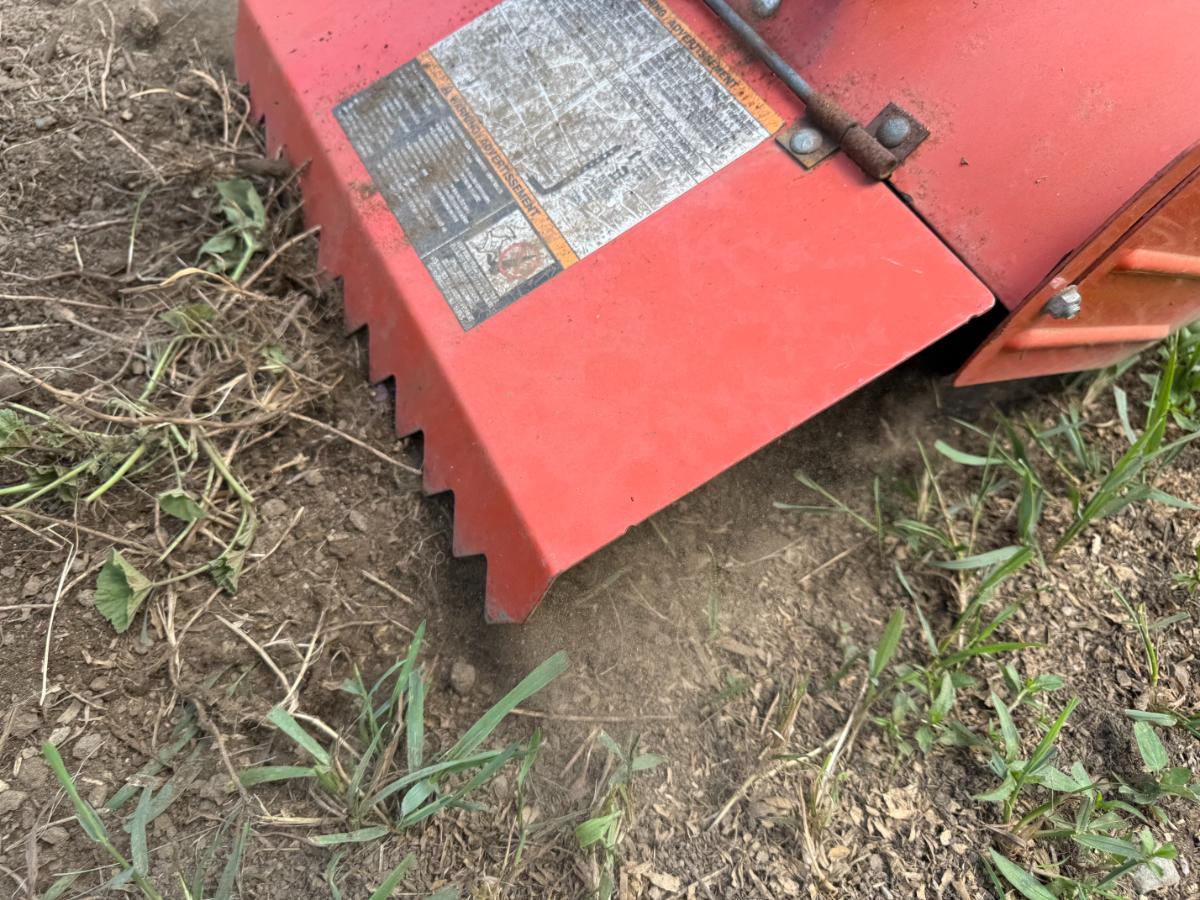 Weeding with reverse tine cultivating