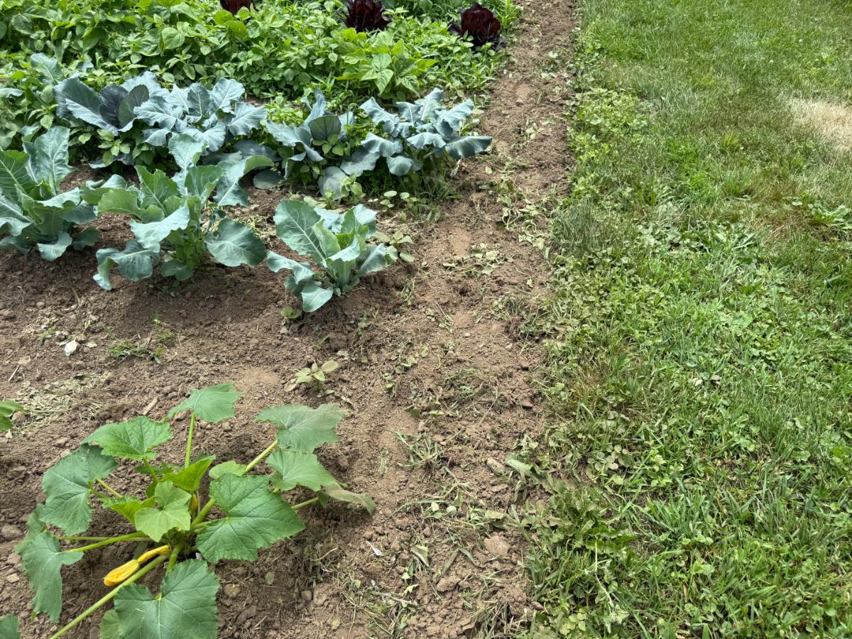 Pulled weeds in the garden