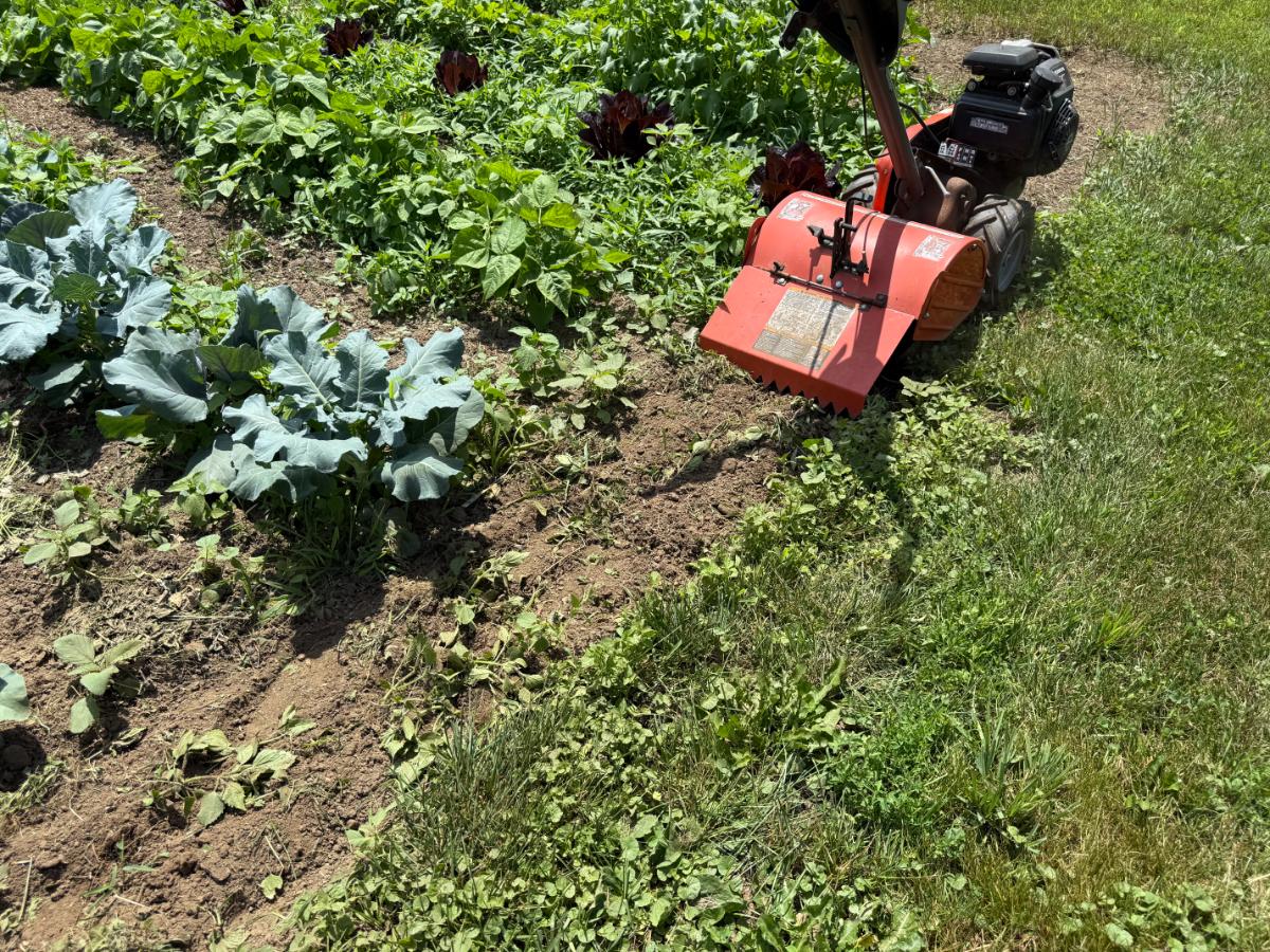 Tilling weeds in garden rows
