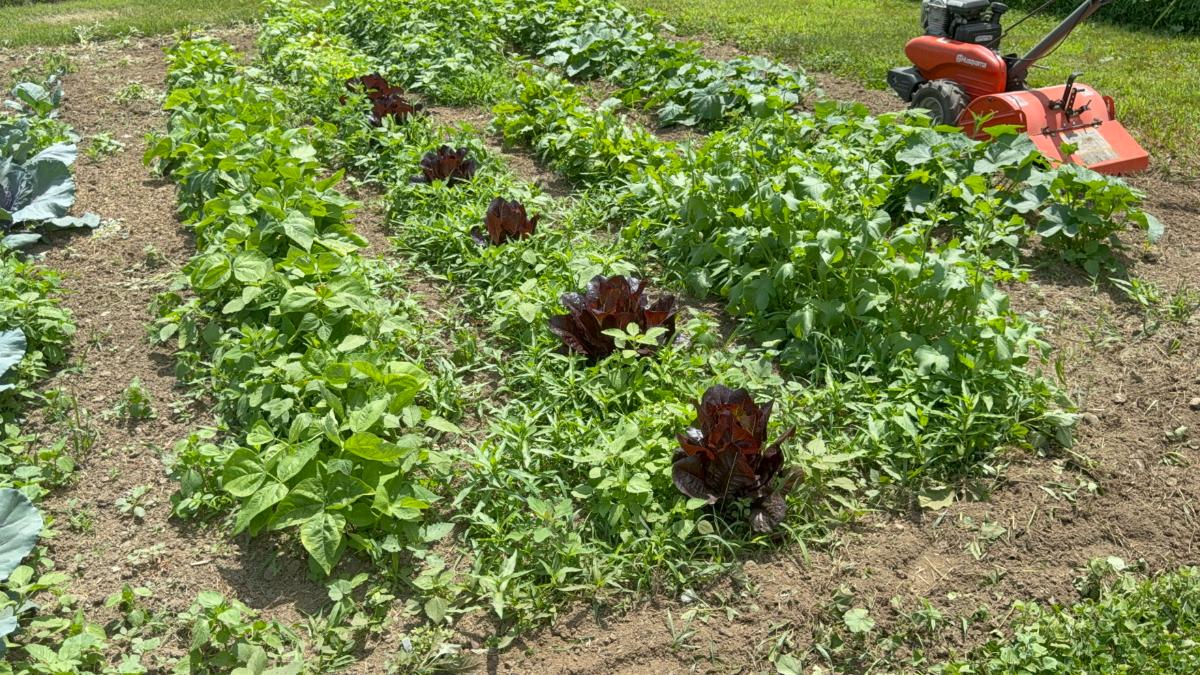 Tilling a garden for weed control