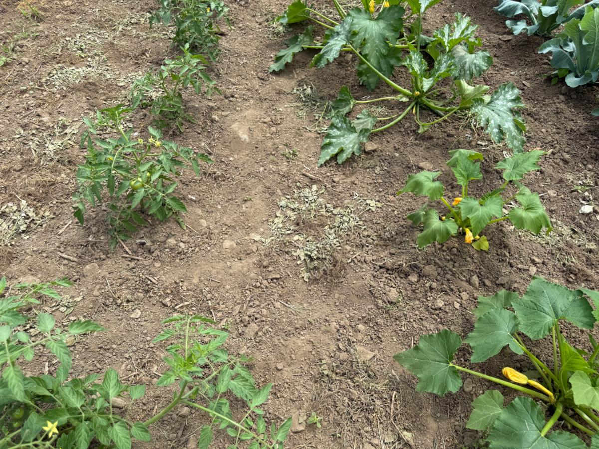 Garden weeded with a tiller for aisles and hand weeding for close work