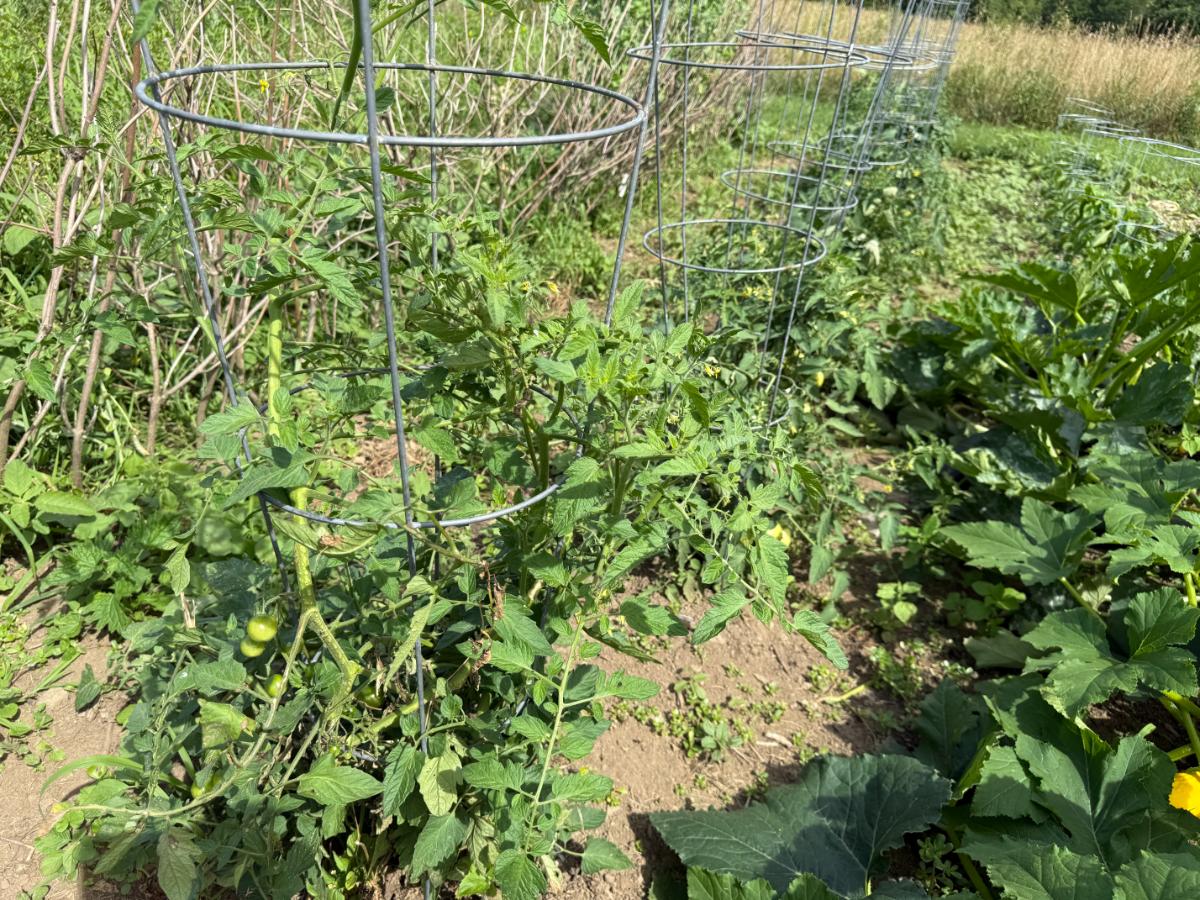 Tomato plant in the garden