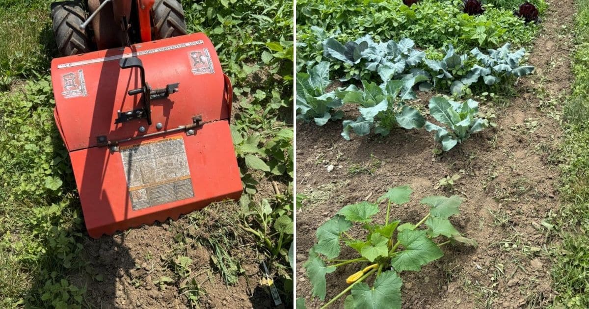 How to Use a Tiller for Vegetable Garden: Expert Tips for Success