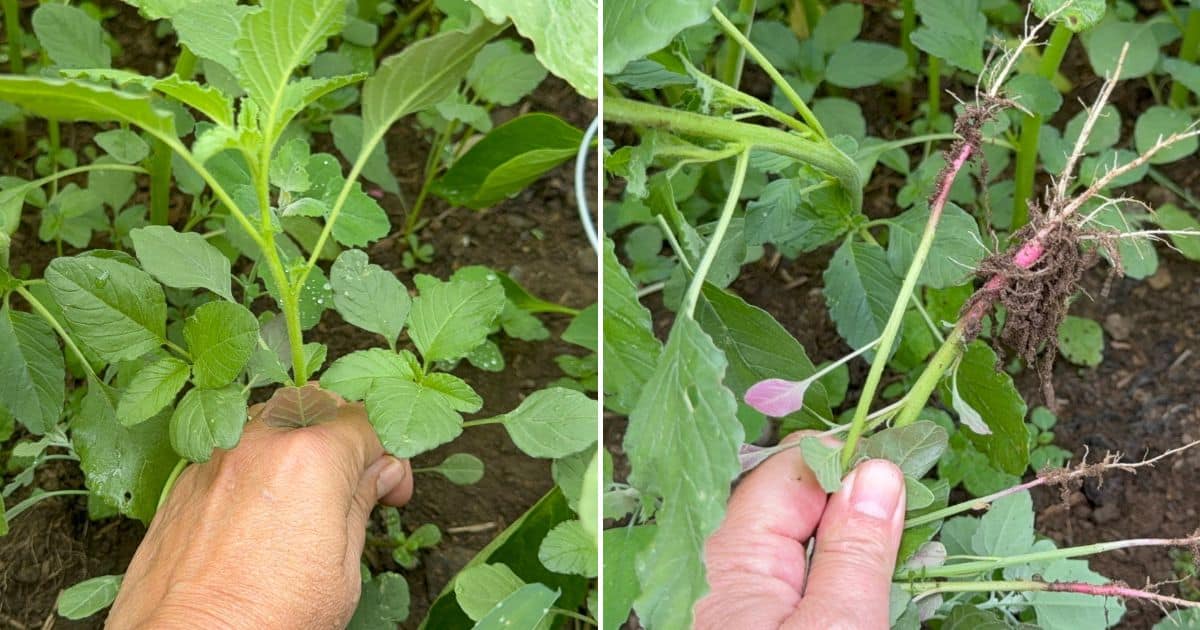 Weeding Groundnuts 12 Tips for Weeding Without Pulling Out Your Plants! - Gardening