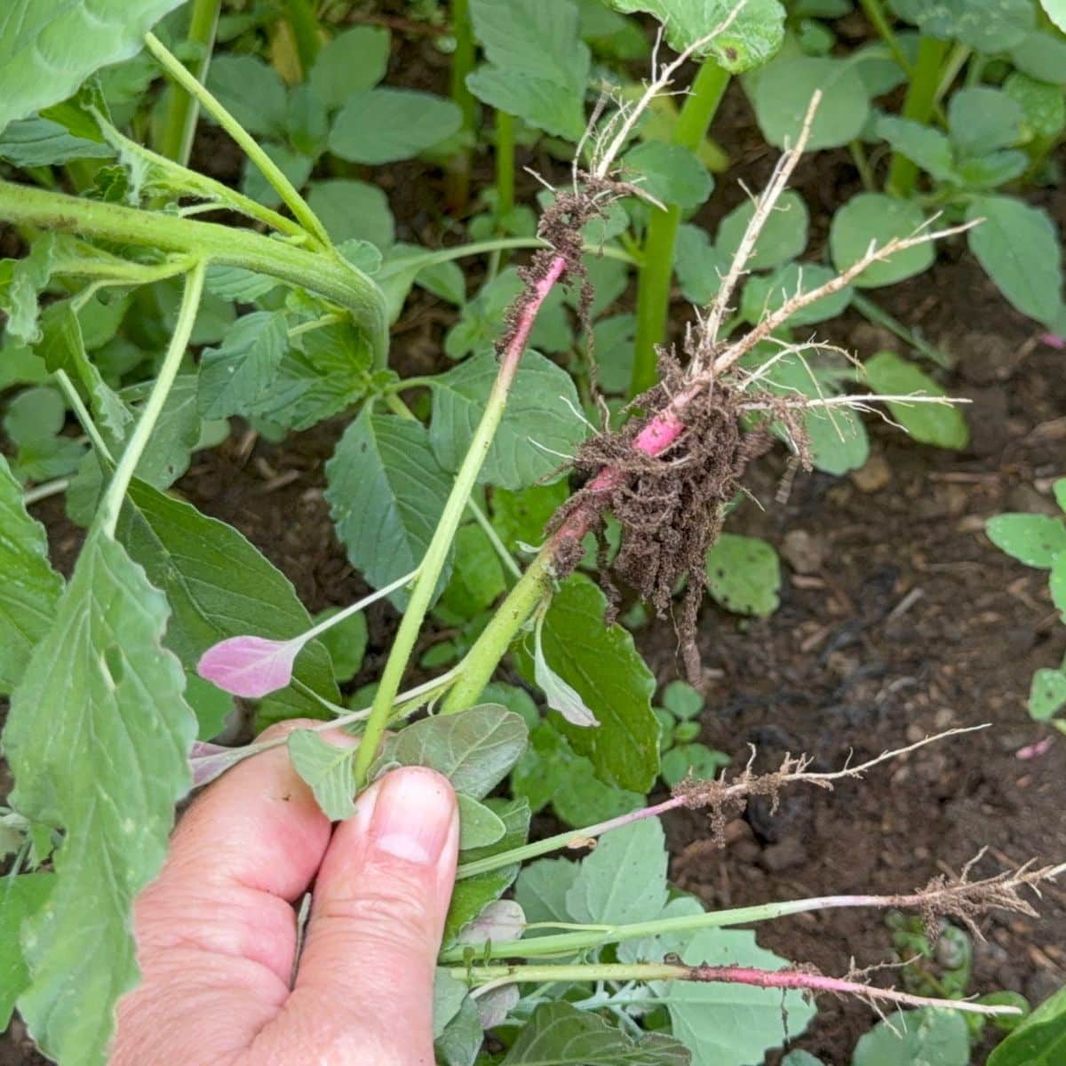 A gardener is pulling weeds in the garden.,