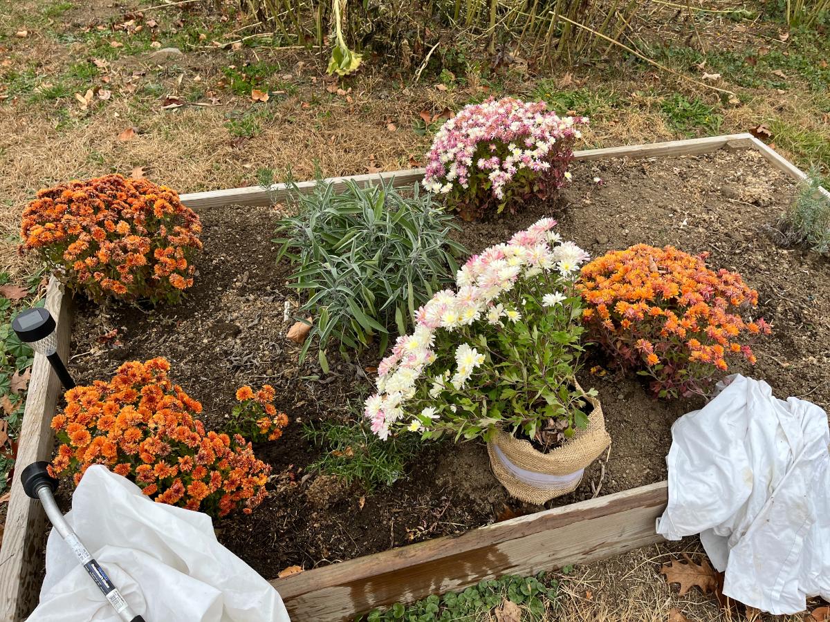 Mums ready to dig and overwinter in a protected environment