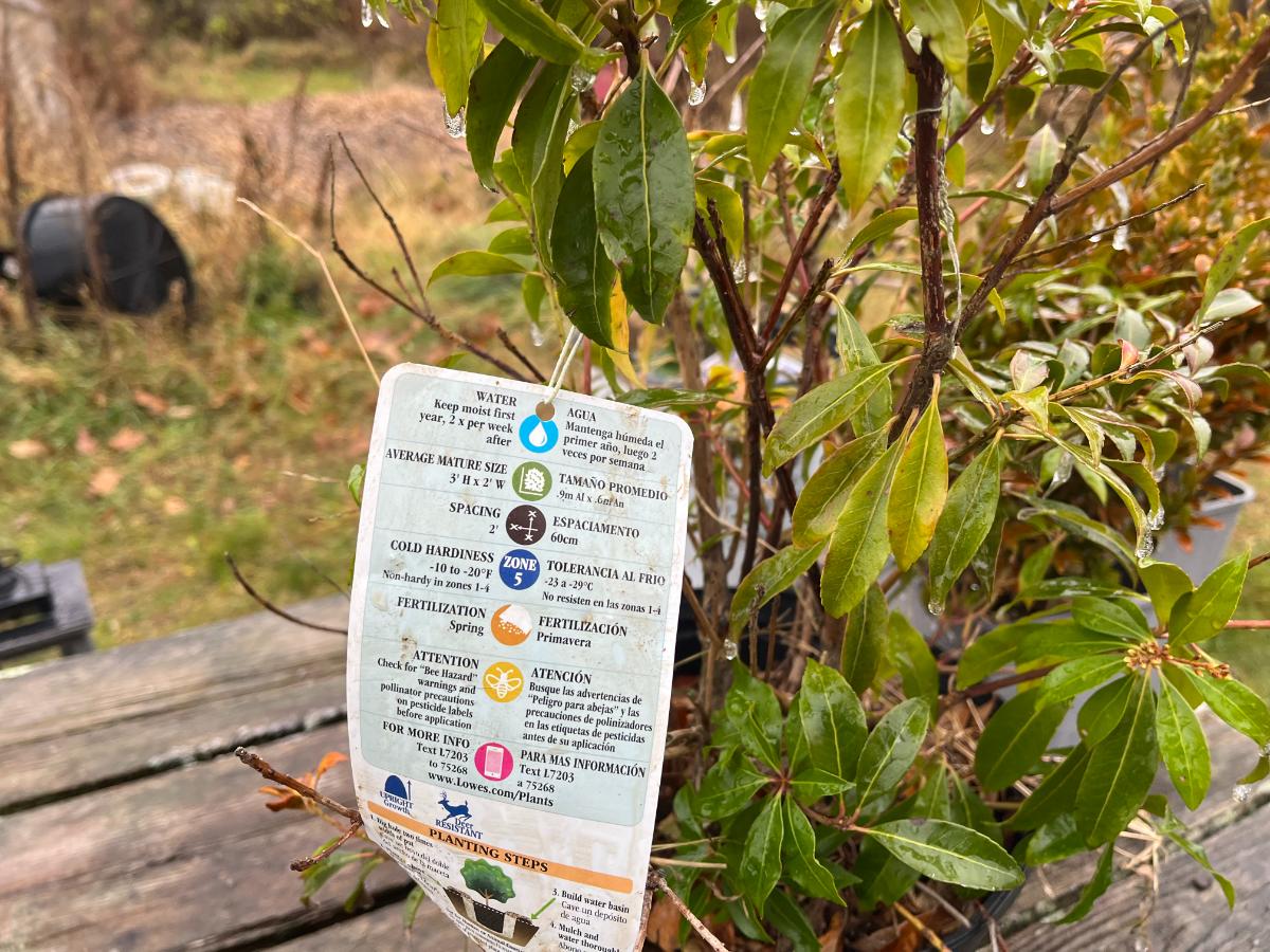 Hardiness tag on a perennial plant