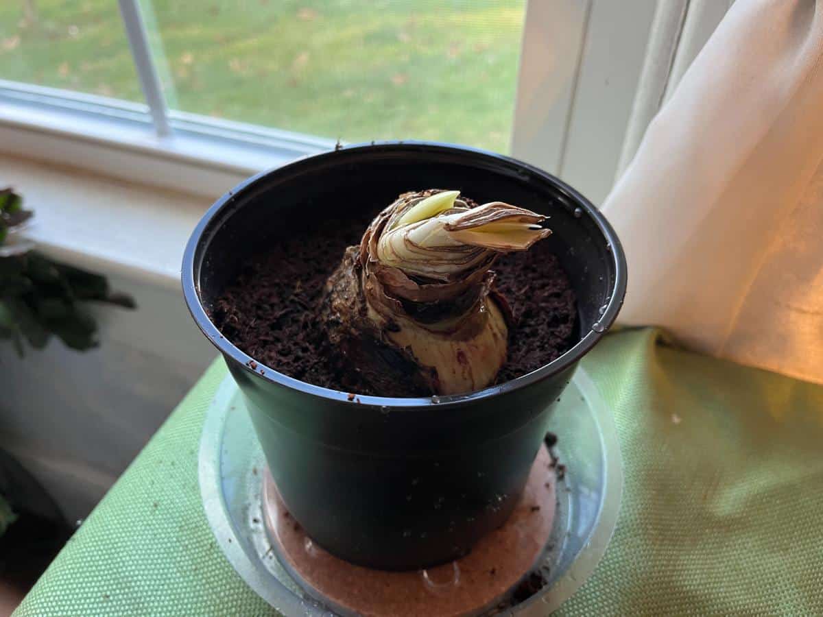 Dormant bulb waking up in a pot