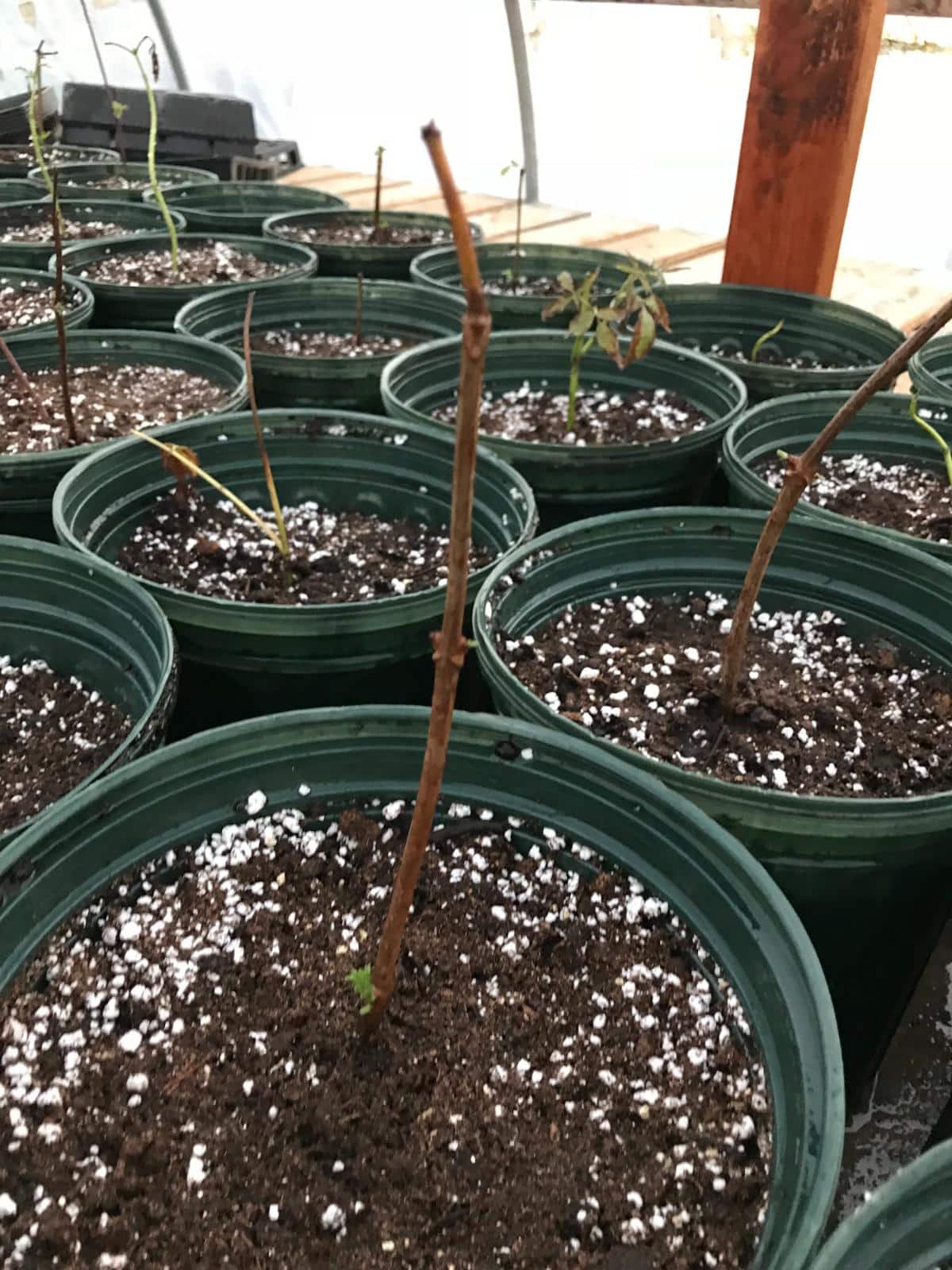 Overwintering plants with moist soil