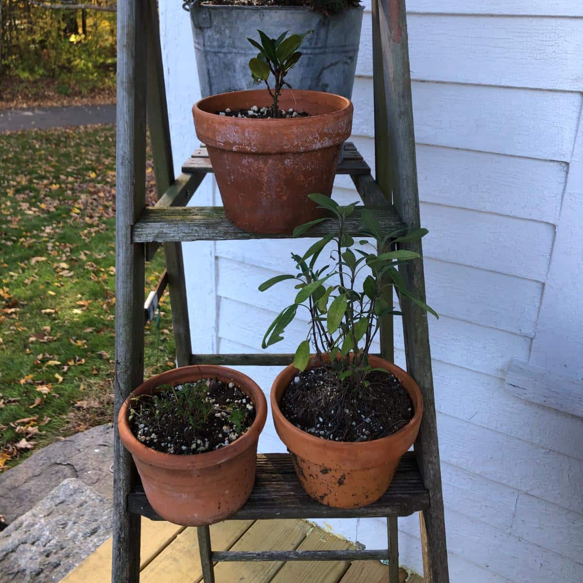 Potted plants ready for dormant overwintering