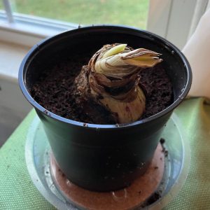 A dormant flower bulb in the pot.