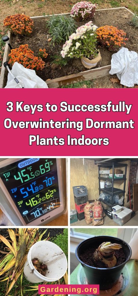 3 Keys to Successfully Overwintering Dormant Plants Indoors pinterest image