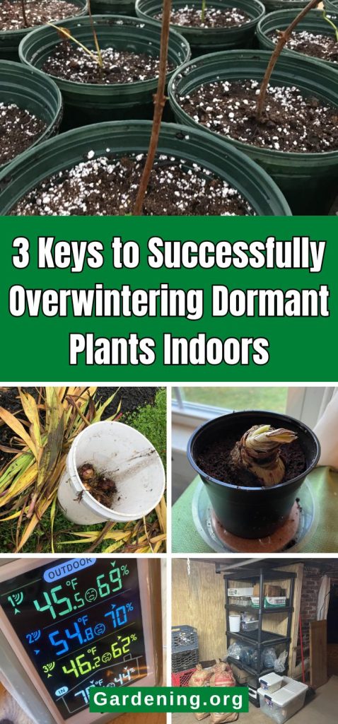 3 Keys to Successfully Overwintering Dormant Plants Indoors pinterest image