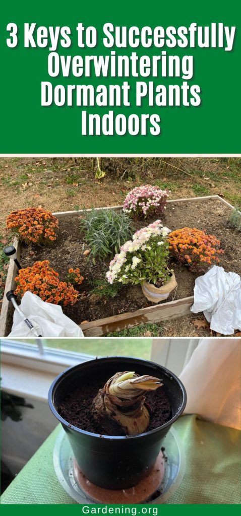 3 Keys to Successfully Overwintering Dormant Plants Indoors pinterest image