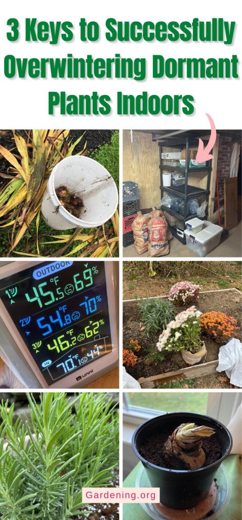 3 Keys to Successfully Overwintering Dormant Plants Indoors pinterest image