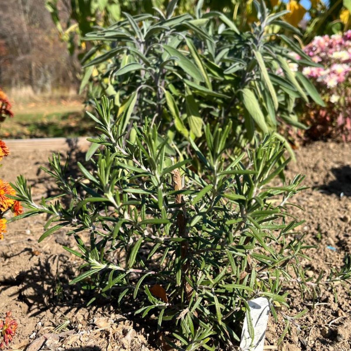 A healthy rosemary plant growing in the garden.