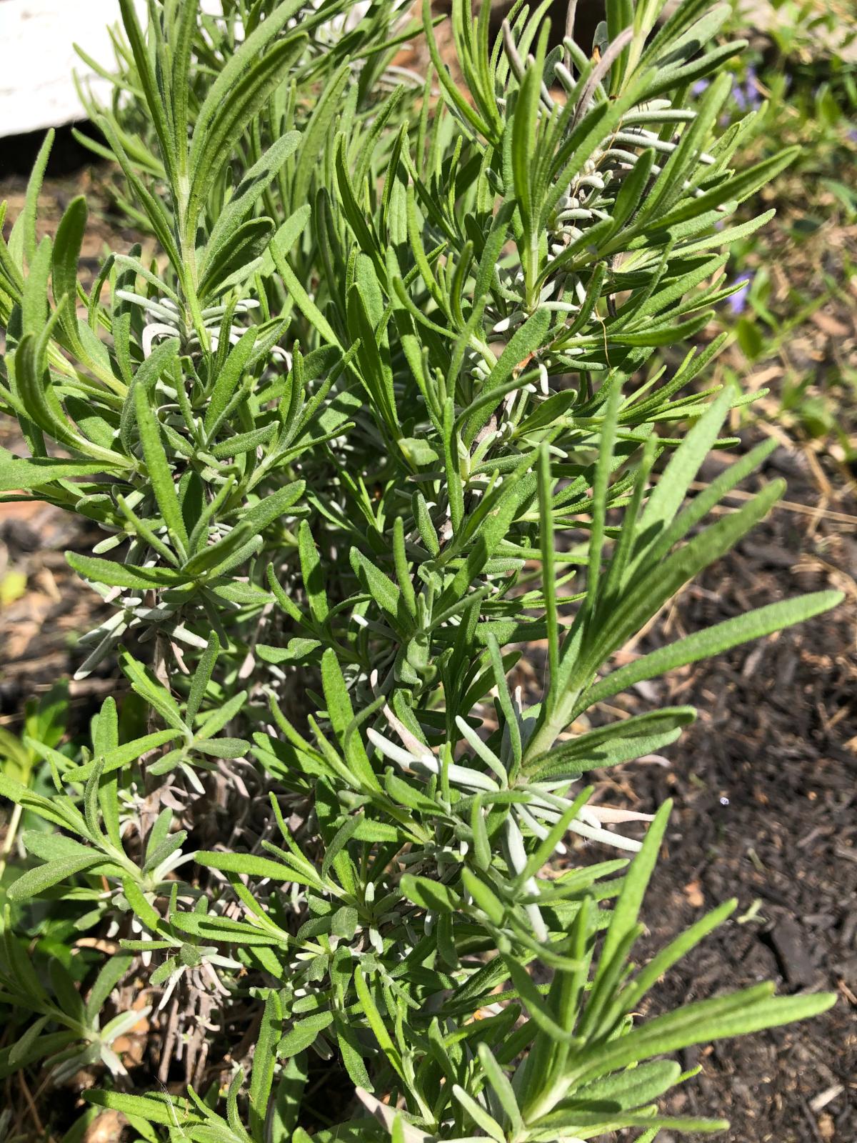 Rosemary growing in an herb garden